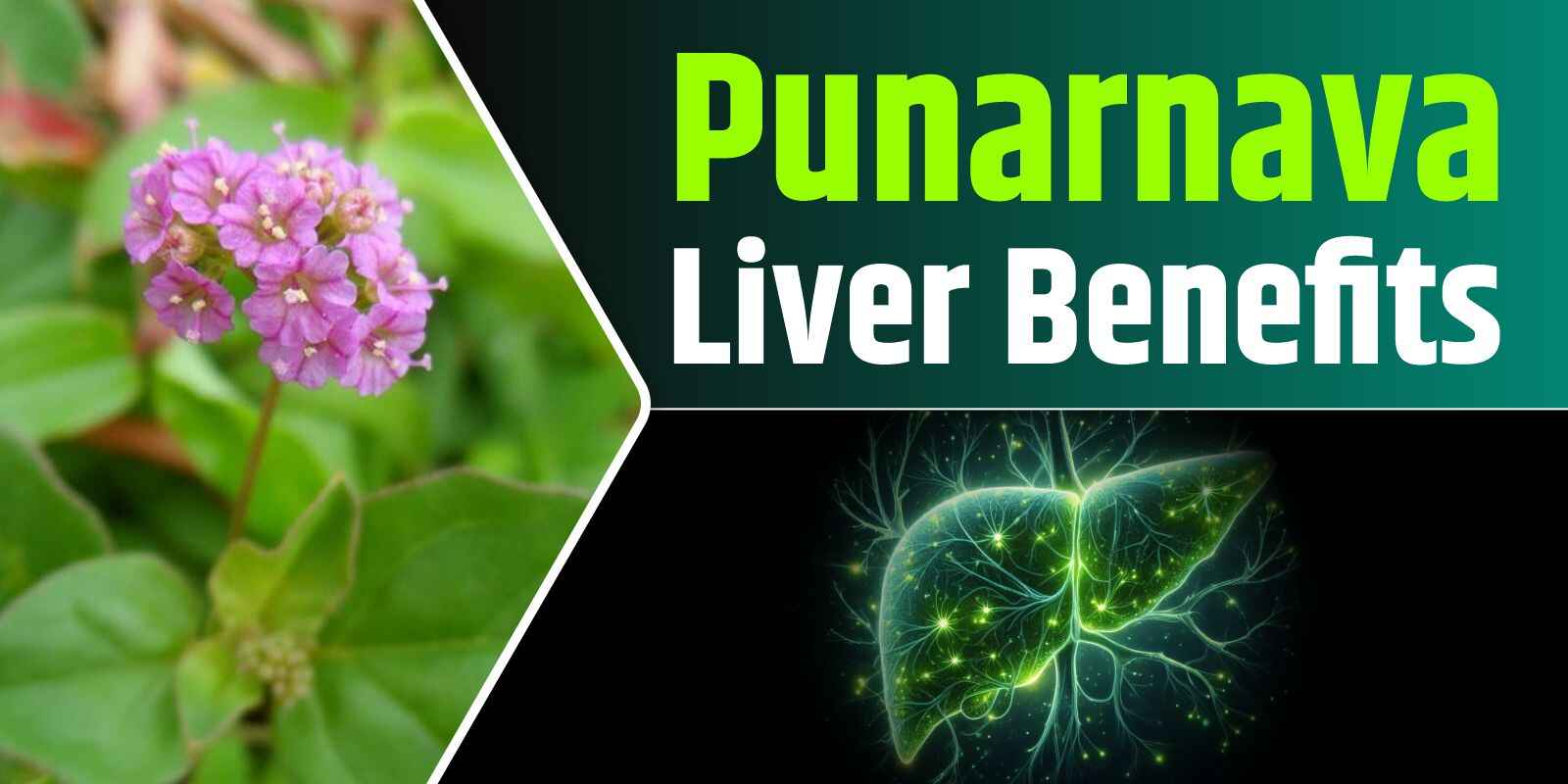 Punarnava Liver Benefits